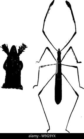 Archiv Bild von Seite 156 eines Handbuchs für die Studie Stockfoto