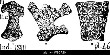 Archiv Bild ab Seite 158 ein Wörterbuch der Fossilien Stockfoto