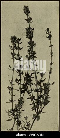 Archiv Bild von Seite 158 Küchenkräuter, deren Anbau, Ernte,. Küchenkräuter, deren Anbau, Ernte, Trocknung und nutzt culinaryherbsth 00 Kain Jahr: 1912 (KÜCHENKRÄUTER 137 wohl die beliebteste Art und Weise beschäftigt ist, jedoch als ein Auskochen in Essig. Für diese pur-Pose, die grünen Teile sind vorzugsweise am Morgen und nach dem Waschen versammelt sind in Gläsern platziert und mit der besten Qualität Essig für ein paar Tage. Der Essig wird dann gezeichnet. In Frankreich, dem berühmten Wein-gar von Maille wird auf diese Weise hergestellt. Die Blätter können in der üblichen Weise getrocknet werden, wenn Stockfoto