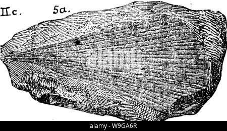 Archiv Bild von Seite 159 Wörterbuch der Fossilien