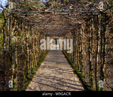 Winter Blick auf eine Welle bilden ein langer Tunnel auf dem Gelände der Ashford Castle Gardens gefunden Stockfoto