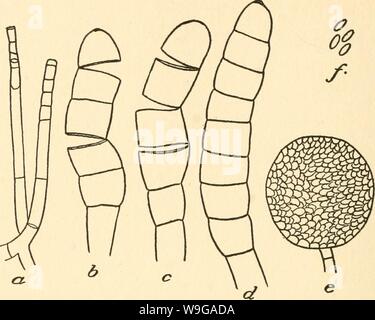 Archiv Bild von Seite 161 des Kultur und Krankheiten. Die Kultur und die Krankheiten der Sweet pea culturediseaseso 01 taub Jahr: 1917 (n6 ERKRANKUNGEN DER SWEET PEA Abb. 14. Eine Endosporen. b c Chlamydospores in einzelne Sporen brechen, d Chlamydospores un-gebrochen, f Ascosporen. e Single perithecium. Mit einem etwas geschwollene Basis und eine lange spitz Zelle. Die endosporen sind in die Spitze des Terminal Zelle gebildet und sind aus der geborstenen Ende vom Wachstum der unzerschnittenen Protoplasma der Basisstation gedrückt. Sie sind Glasigkeit, dünnwandige und länglich, die lineare Form. Die chlam - Stockfoto