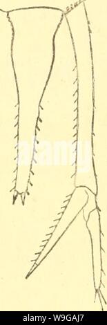 Archiv Bild von Seite 163 des Cumacea (Sympoda) (1913) Stockfoto