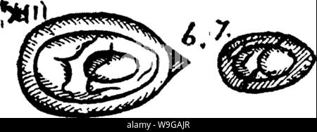 Archiv Bild ab Seite 164 ein Wörterbuch der Fossilien Stockfoto