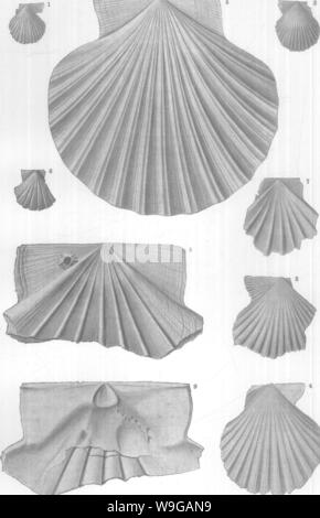 Archiv Bild von Seite 164 Mollusca und Krebstiere der Stockfoto