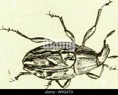 Archiv Bild ab Seite 166 von [Curculionidae] (1800) Stockfoto