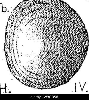 Archiv Bild von Seite 168 Wörterbuch der Fossilien