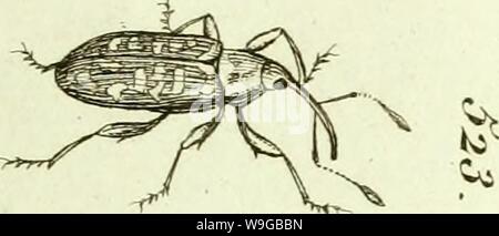 Archiv Bild von Seite 170 des [Curculionidae] (1800) Stockfoto