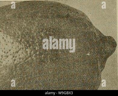 Archiv Bild ab Seite 174 der Kultur der Zitrusfrüchte in Stockfoto