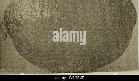 Archiv Bild ab Seite 174 der Kultur der Zitrusfrüchte in Stockfoto