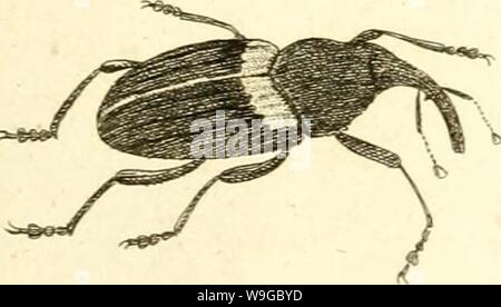 Archiv Bild ab Seite 174 [Curculionidae] (1800) Stockfoto