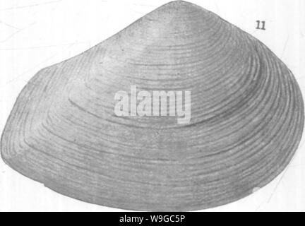 Archiv Bild ab Seite 176 der Mollusca und Krebstiere der Stockfoto