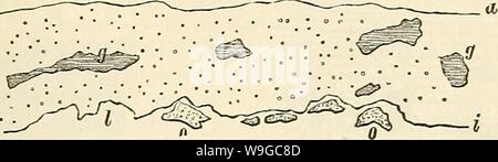 Archiv Bild von Seite 178 des Cursus der normalen Histologie zur Stockfoto