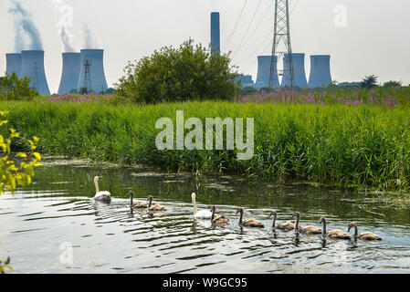 Paar Höckerschwäne Schwäne und Ihre 8 cygnets bis Schwimmen einen Kanal ein Kraftwerk im Hintergrund Stockfoto