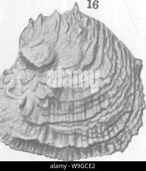 Archiv Bild ab Seite 179 der Mollusca und Krebstiere der Stockfoto