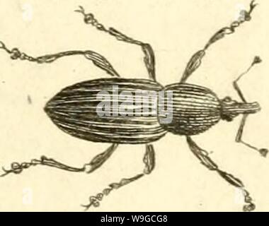 Archiv Bild ab Seite 180 von [Curculionidae] (1800) Stockfoto
