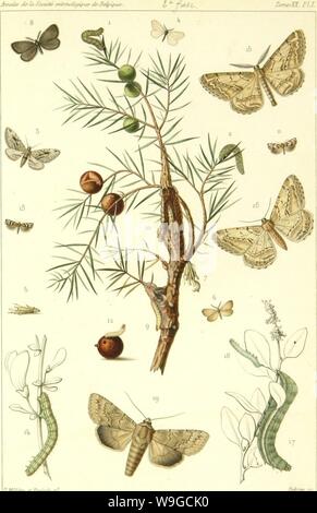 Archiv Bild ab Seite 180 von Lépidoptérologie (1881) Stockfoto