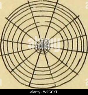 Archiv Bild von Seite 181 des amerikanischen Spinnen und ihre Spinnen. Amerikanische spinnen und ihre Spinnen. Eine natürliche Geschichte der orbweaving Spinnen der Vereinigten Staaten, insbesondere im Hinblick auf ihre Branche und Gewohnheiten CUbiodiversity 1121211-9742 Jahr: 1889 ( Stockfoto