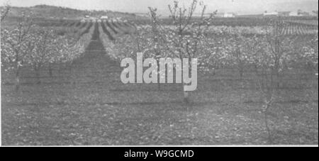 Archiv Bild ab Seite 181 Der Enzyklopädie von praktischen Gartenbau; Stockfoto