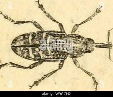 Archiv Bild ab Seite 182 von [Curculionidae] (1800) Stockfoto