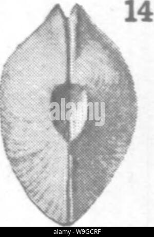 Archiv Bild ab Seite 182 von Mollusca und Krebstiere der Stockfoto