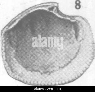 Archiv Bild ab Seite 182 von Mollusca und Krebstiere der Stockfoto