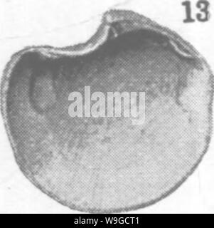 Archiv Bild ab Seite 182 von Mollusca und Krebstiere der Stockfoto
