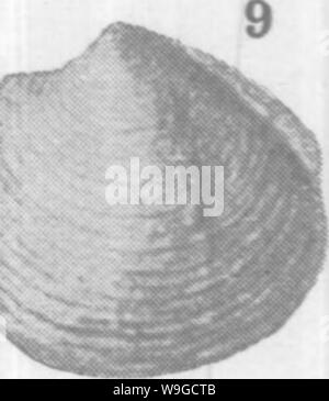 Archiv Bild ab Seite 182 von Mollusca und Krebstiere der Stockfoto