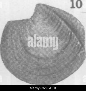 Archiv Bild ab Seite 182 von Mollusca und Krebstiere der Stockfoto