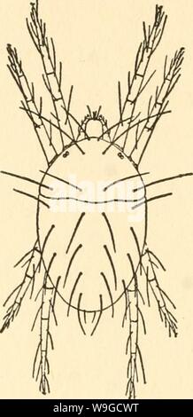 Archiv Bild ab Seite 183 Der Kultur und Krankheiten. Die Kultur und die Krankheiten der Sweet pea culturediseaseso 01 taub Jahr: 1917 (132 ERKRANKUNGEN DER SWEET PEA Abb. 21. Die rote Spinne, vergrößert. (Nach Banken.) heften Sie beide Blätter und Stängel, die Methode der Angriff und die daraus resultierende Verletzung etwas ähnlich von Milben. Aber die Punkte, die von Roten Spinnen zurückzuführen sind rötlich - statt eines Weißen. Leben Geschichte. Die erwachsenen Weibchen ist Usu-Ally ziegelrot in der Farbe und das Männchen ist rot-gelb. Häufig jedoch, die Farbe der roten Spinne ändert sich je nach Lokalität und Nahrung Stockfoto