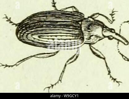 Archiv Bild ab Seite 184 [Curculionidae] (1800) Stockfoto