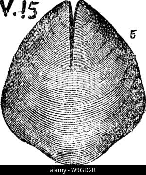 Archiv Bild von Seite 185 Wörterbuch der Fossilien Stockfoto