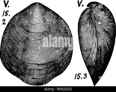 Archiv Bild von Seite 185 Wörterbuch der Fossilien Stockfoto