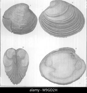 Archiv Bild ab Seite 185 der Mollusca und Krebstiere der Stockfoto