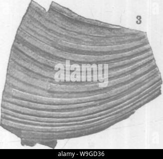 Archiv Bild ab Seite 185 der Mollusca und Krebstiere der Stockfoto