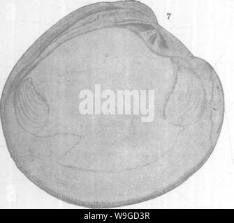 Archiv Bild ab Seite 185 der Mollusca und Krebstiere der Stockfoto