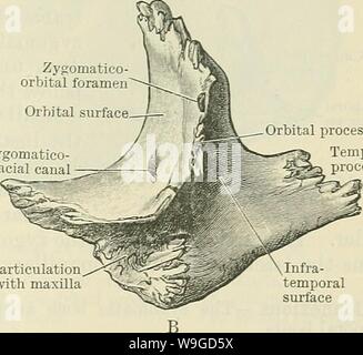 Archiv Bild ab Seite 186 von Cunningham's Lehrbuch der Anatomie (1914) Stockfoto