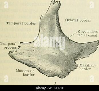 Archiv Bild ab Seite 186 von Cunningham's Lehrbuch der Anatomie (1914). Cunninghams Lehrbuch der Anatomie cunninghamstextb 00 cunn Jahr: 1914 (der JOCHBEINBOGEN KNOCHEN. 153 Ossifikation. - Den Gaumen Knochen ossifies in der Membran an der Seite des nasalen Segment der bucco-Nasenhöhle, medial in die Absteigend pfälzische Nerven, in einer Zeit, in der jeder die Hälfte der Entwicklung der pfälzischen Regal ist unten, an der Seite der Zunge. Wenn die pfälzische Regal wird horizontal, wie wir es auch in der fünften Woche, Knochen reicht bis in die horizontale Platte zu bilden. Von diesem gemeinsamen Zentrum alle Teile des Gaumens Knochen Stockfoto