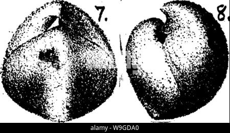 Archiv Bild von Seite 187 Wörterbuch der Fossilien Stockfoto