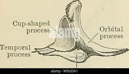 Archiv Bild ab Seite 187 von Cunningham's Lehrbuch der Anatomie (1914). Cunninghams Lehrbuch der Anatomie cunninghamstextb 00 cunn Jahr: 1914 (154 OSTEOLOGIE. Gesichts foramen) auf der seitlichen Oberfläche der Knochen zu sehen ist; seine Größe und Position sind sehr variabel. Die medialen Aspekt der Knochen wird durch eine gekrümmte erhöhten Crest unterschieden, genannt die Orbitale, die medial und nach hinten verlängert, und konfluent seitlich mit dem orbital Marge. Dieser Prozess hat zwei Oberflächen - eine anterior, welches Teil des seitlichen und unteren Wand der Umlaufbahn und eine posterior, die Tow geleitet wird. Stockfoto