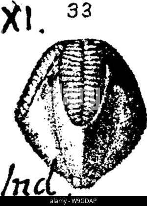Archiv Bild von Seite 187 Wörterbuch der Fossilien Stockfoto