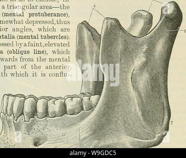 Archiv Bild ab Seite 188 von Cunningham's Lehrbuch der Anatomie (1914). Cunninghams Lehrbuch der Anatomie cunninghamstextb 00 cunn Jahr: 1914 (Temporal Knochen. Der Anterioren oder waagerechten Teil, die die Zähne enthält, ist die sogenannte Corpus mandibulse (Körper); Der Posterioren oder vertikale Teile bilden die rami Mandibulären. Der Körper zeigt in der Medianebene, vorne, eine schwache vertikale Kante, die symphyse, die auf der Linie der Fusion der zwei symmetrische Hälften, aus denen die Knochen vor allem entwickelt wird. In-feriorly dieser Grat trennt, um beifügen, gut markierten Proben, ein Stockfoto