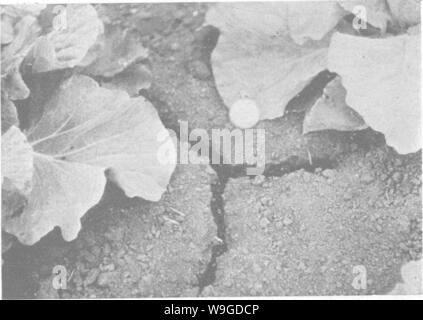 Archiv Bild ab Seite 187 der produktiven Böden; die Grundlagen der Stockfoto