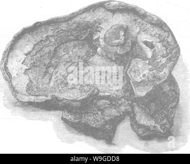 Archiv Bild ab Seite 187 von Holz und einige seiner Stockfoto
