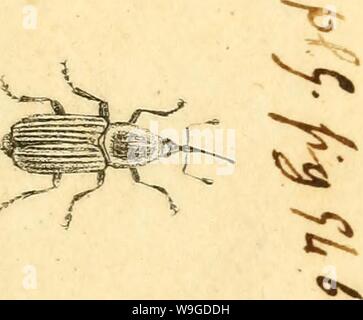 Archiv Bild ab Seite 188 [Curculionidae] (1800) Stockfoto