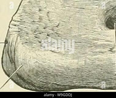 Archiv Bild ab Seite 188 von Cunningham's Lehrbuch der Anatomie (1914) Stockfoto