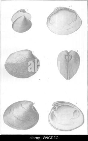 Archiv Bild ab Seite 188 der Mollusca und Krebstiere der Stockfoto