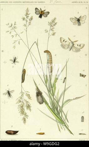 Archiv Bild von Seite 188 des Lépidoptérologie (1881) Stockfoto