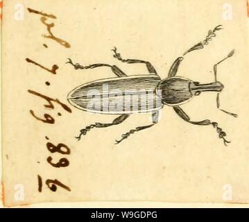 Archiv Bild ab Seite 192 [Curculionidae] (1800) Stockfoto