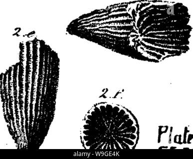 Archiv Bild von Seite 196 Wörterbuch der Fossilien Stockfoto